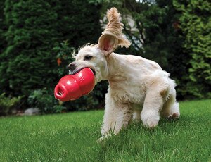 Dog playing with red kong bounzer